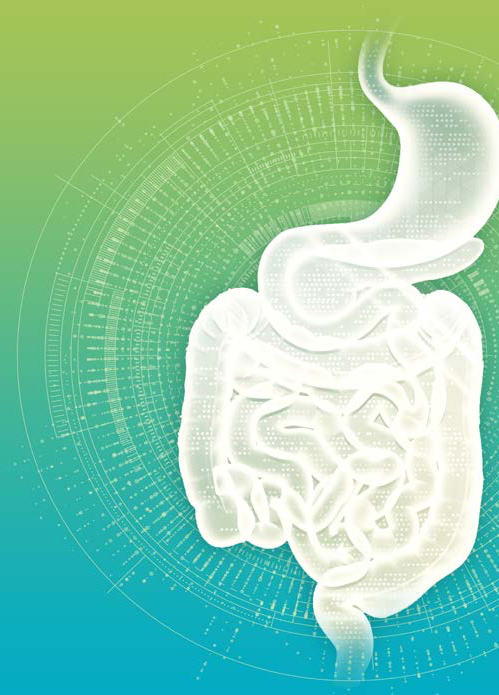 Illustration du système digestif et du microbiote